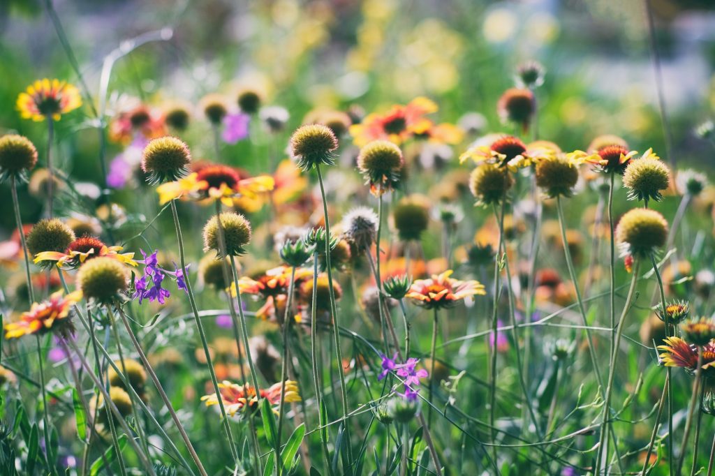 Vintage photography of flowers in garden