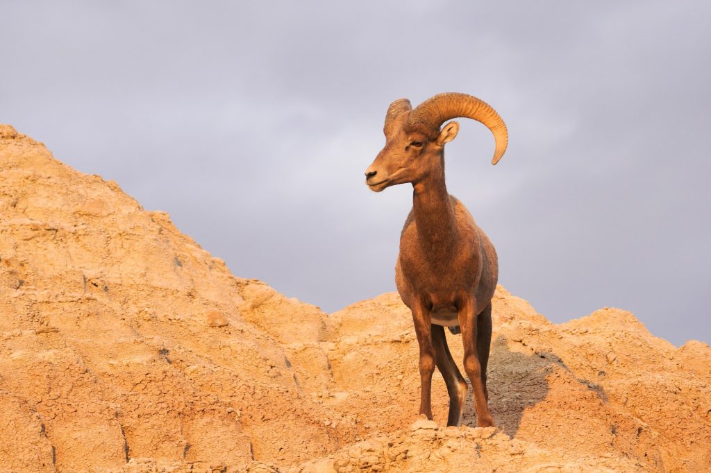 Wild Animal High Desert Bighorn Sheep Male Ram