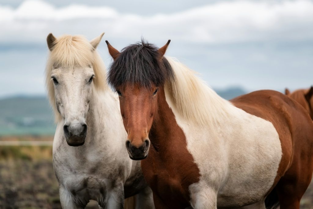 Wild horses in a group. Horses on the Westfjord in Iceland. Composition with wild animals.