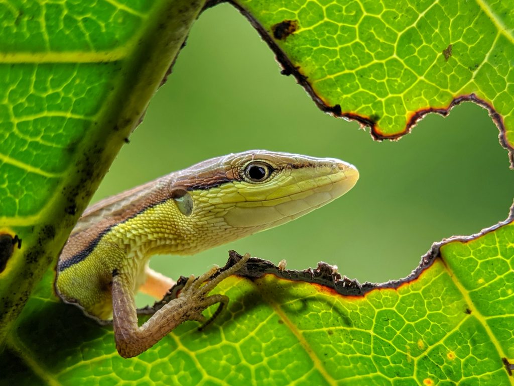 wild lizard in framing photography